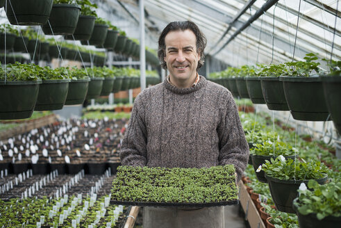 Spring growth in an organic plant nursery. A man holding a tray of healthy green seedlings. - MINF00229