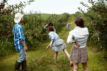 Reihen von Obstbäumen in einem Bio-Obstgarten; ein Mann und drei junge Frauen bewerfen sich gegenseitig mit Obst. - MINF00242