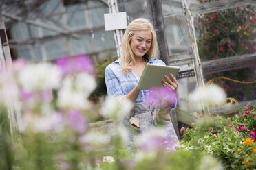 An organic flower plant nursery. A woman working, using a digital tablet. - MINF00316