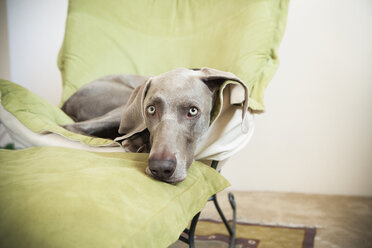 Ein Weimaraner-Rassehund, der sich auf einem Stuhl räkelt. - MINF00437