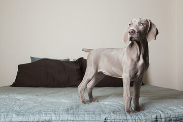 A Weimaraner puppy standing up on a bed looking around. - MINF00439