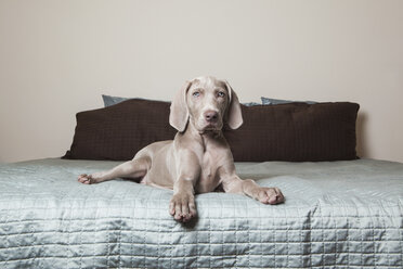A Weimaraner puppy sitting alert on a bed. - MINF00440
