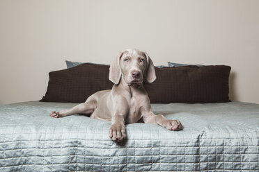 Ein Weimaraner-Welpe sitzt wachsam auf einem Bett. - MINF00440