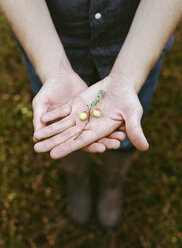 A cranberry farm in Massachusetts. Crops in the fields. A young man working on the land, harvesting the crop. - MINF00447