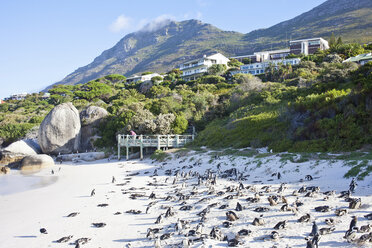 Afrikanische Pinguine am Boulders Beach, Westkap, Südafrika - CUF43550