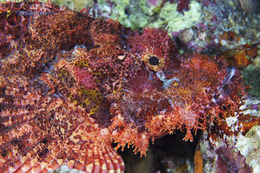 Bärtiger Skorpionfisch (Scorpaenopsis barbata) - CUF43558