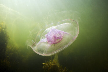 Moon jellyfish (Aurelia aurita) - CUF43561