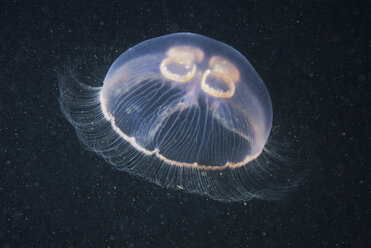 Moon jellyfish (Aurelia aurita) - CUF43562