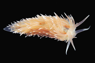 Coryphella polaris sea slug - CUF43564