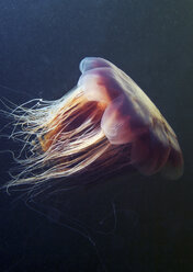 Lion's mane jellyfish (Cyanea capillata) - CUF43565