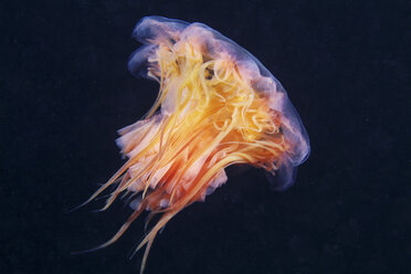 Lion's mane jellyfish (Cyanea capillata) - CUF43566