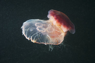 Lion's mane jellyfish (Cyanea capillata) and Moon jellyfish (Aurelia Aurita) - CUF43567