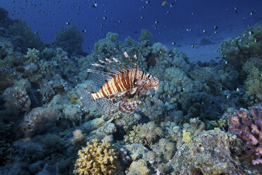 Roter Rotfeuerfisch (Pterois volitans) - CUF43578