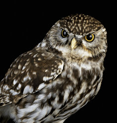 Little Owl - CUF43585