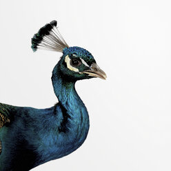 Peacock - CUF43586