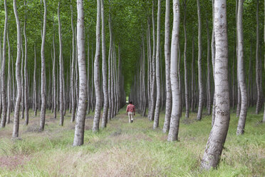 Ein Mann in einem Pappelwald, Oregon, USA. - MINF00495