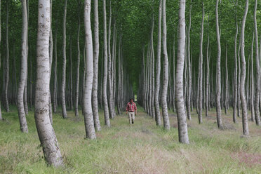 Ein Mann in einem Pappelwald, Oregon, USA. - MINF00496