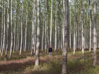 Ein Mann in einem Pappelwald, Oregon, USA. - MINF00499