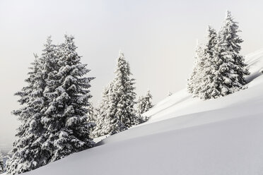 Fir trees in winter Reutte, Tyrol, Austria - CUF43588