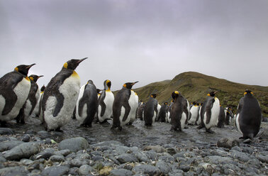 Königspinguine, Macquarie-Insel, Südpolarmeer - CUF43592