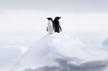 Adeliepinguine Rücken an Rücken auf einer Eisscholle im südlichen Ozean, 180 Meilen nördlich der Ostantarktis, Antarktis - CUF43594