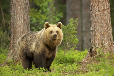 Braunbär (Ursus arctos) beim Spaziergang durch den Wald, Taigawald, Finnland - CUF43614