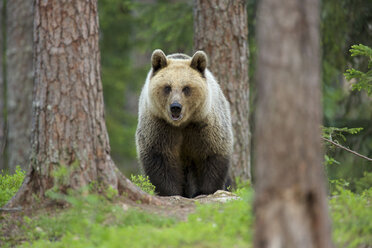 Braunbär (Ursus arctos) beim Spaziergang durch den Wald, Taigawald, Finnland - CUF43615