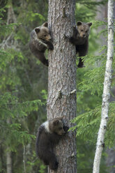 Braunbärenjunge klettern auf Baum, Taiga-Wald, Finnland - CUF43616