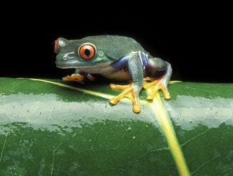 Rotaugenlaubfrosch auf einem Blatt - CUF43627