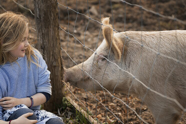 Ein Schwein auf einer Koppel, das sich an den Zaun schmiegt, um die Aufmerksamkeit eines jungen Mädchens zu erlangen. - MINF00532