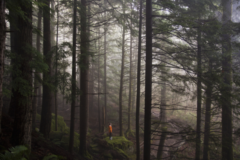 Ein Mann steht an einem nebligen Morgen in der Nähe von North Bend, Washington, auf einem moosbewachsenen Felsen und blickt auf einen dichten Wald., lizenzfreies Stockfoto
