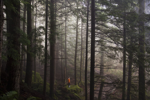 Ein Mann steht an einem nebligen Morgen in der Nähe von North Bend, Washington, auf einem moosbewachsenen Felsen und blickt auf einen dichten Wald. - MINF00535