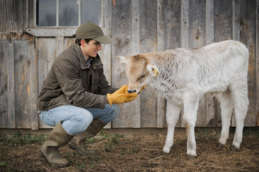 A small organic dairy farm with a mixed herd of cows and goats. Farmer working and tending to the animals. - MINF00540