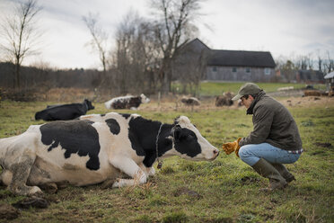 Ein kleiner ökologischer Milchviehbetrieb mit einer gemischten Kuh- und Ziegenherde. - MINF00541