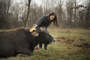 Ein kleiner Bio-Milchviehbetrieb mit einer gemischten Kuh- und Ziegenherde und einem Landwirt, der sich um die Tiere kümmert. - MINF00543