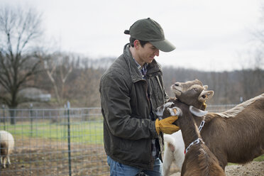 A small organic dairy farm with a mixed herd of cows and goats. Farmer working and tending to the animals. - MINF00548