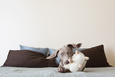 Ein Weimaraner Welpe spielt auf einem Bett mit einem Stofftier im Maul - MINF00563