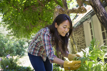 A farm growing and selling organic vegetables and fruit. A young woman working. - MINF00578