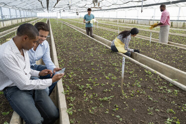 A commercial greenhouse in a plant nursery growing organic flowers. Two men using a digital tablet. - MINF00620