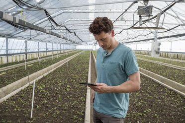 A commercial greenhouse in a plant nursery growing organic flowers. A man using a digital tablet. - MINF00625