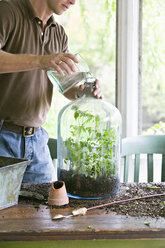 Zimmerpflanzen und ein junger Mann beim Umtopfen und Anlegen eines Terrariums. - MINF00667