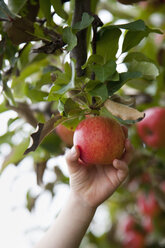 Ein Apfelbaum mit roten, runden Früchten, bereit zum Pflücken. Eine Person, die einen Apfel hält und pflückt. - MINF00680