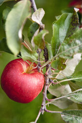 An apple tree with red round fruits, ready for picking. Close up of one apple. - MINF00682