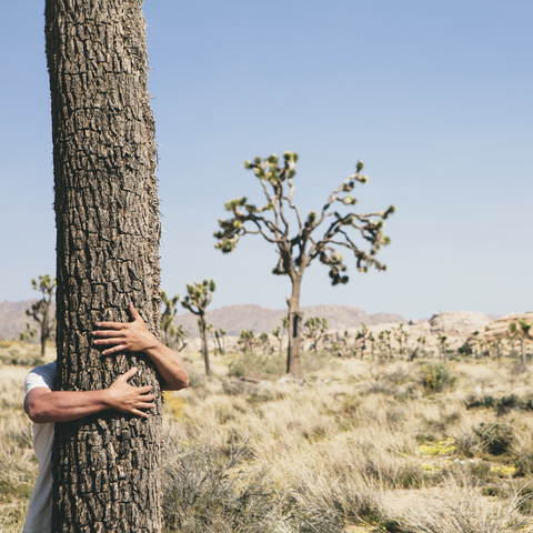 Ein Mann umarmt einen Joshua Tree im Joshua Tree National Park., lizenzfreies Stockfoto