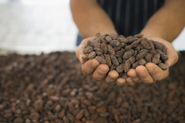 Herstellung von Bio-Schokolade: Eine Person mit einer Handvoll Kakaobohnen, den Samen von Theobroma cacao, dem Rohmaterial für die Schokoladenherstellung. - MINF00718