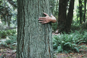 Man hugging tree in lush, green forest - MINF00733