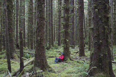 Mann sitzt zwischen moosbewachsenen Hemlocktannen und Fichten im üppigen gemäßigten Regenwald des Hoh Forest in Washington, USA, lizenzfreies Stockfoto