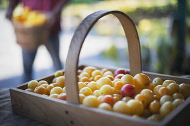 Bio-Heirloom-Tomaten, sortiert, frisch gepflückt - MINF00742