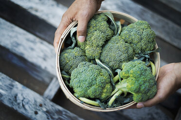 Organic Broccoli just harvested - MINF00744
