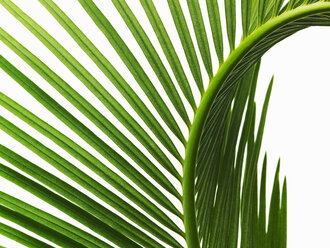 Ein glänzend grünes Palmenblatt in Nahaufnahme, mit Mittelrippe und paarigen Wedeln. - MINF00776